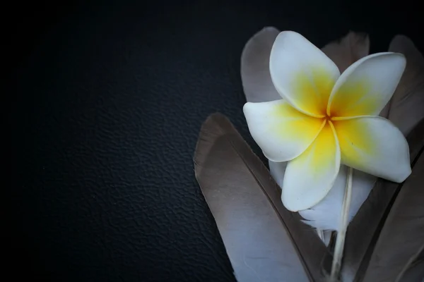 Vintage fjäder med frangipani blomma — Stockfoto