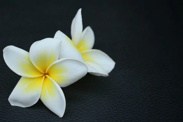 White frangipani flower — Stock Photo, Image