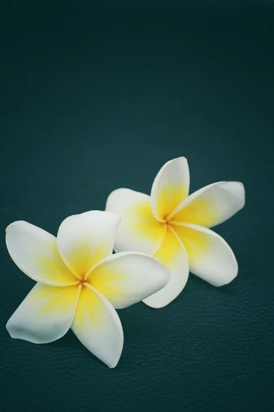 White frangipani flower — Stock Photo, Image