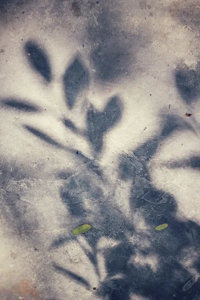 Φύλλα με σκιά — Φωτογραφία Αρχείου