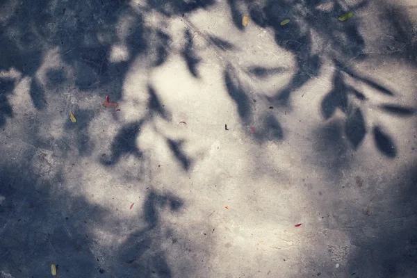 叶子的影子 — 图库照片