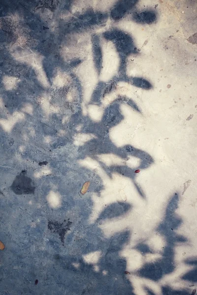 Folhas com sombra — Fotografia de Stock