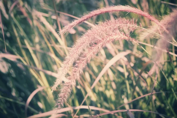 Vintage vårblommor — Stockfoto