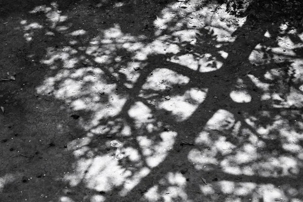 Baum mit Schatten — Stockfoto