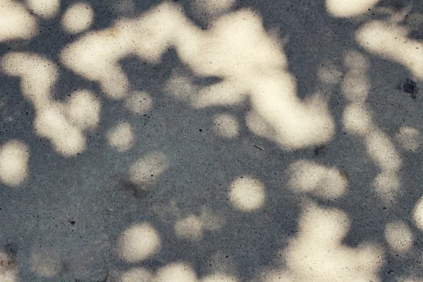 叶子的影子 — 图库照片