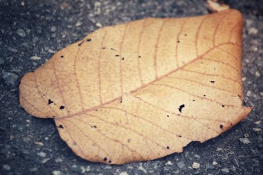 Kurutulmuş Yapraklar