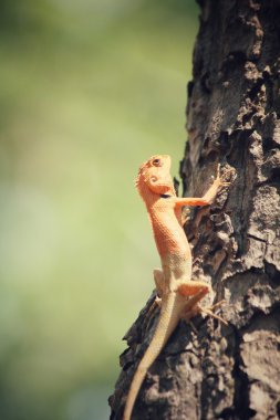 ağaç üzerinde kahverengi Tay kertenkele