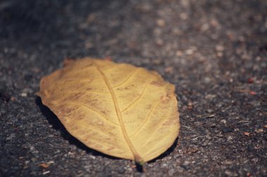 Kurutulmuş Yapraklar