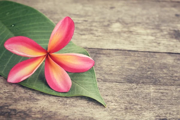 Pink frangipani flower with leaf — Stock Photo, Image