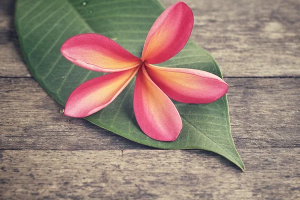 Rosa frangipani blomma med blad — Stockfoto