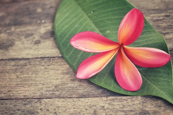 Pink frangipani flower with leaf — Stock Photo, Image