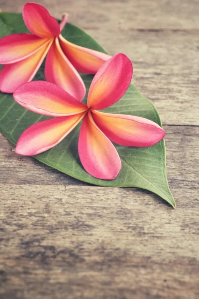 Pink frangipani flowers with leaf — Stock Photo, Image