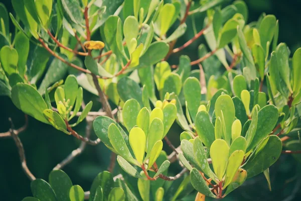 Groene bladeren in de herfst — Stockfoto