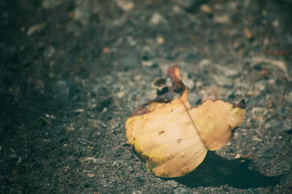 Feuilles séchées — Photo