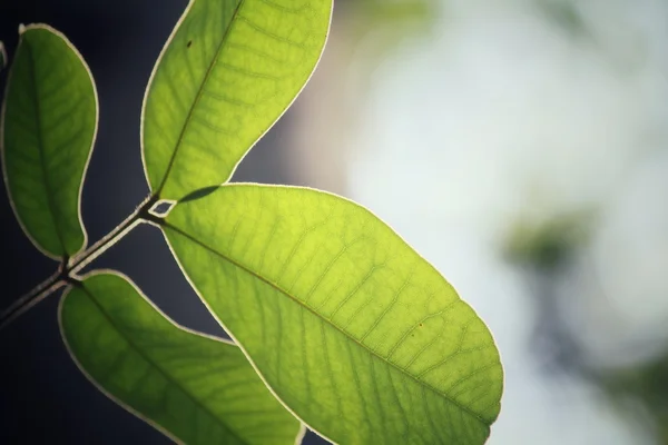 Groene bladeren in de herfst — Stockfoto