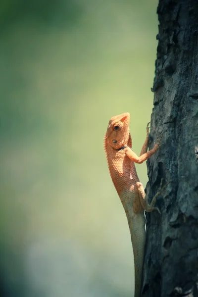 Коричневая ящерица на дереве — стоковое фото