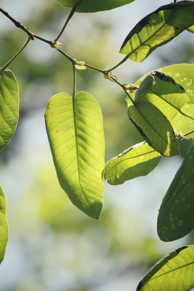 Groene bladeren in de herfst — Stockfoto