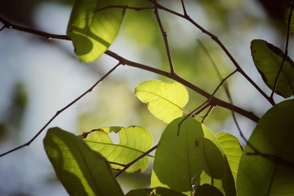 Зеленые листья осенью — стоковое фото