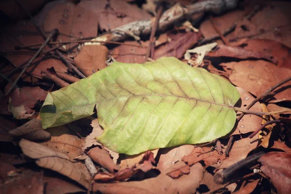 Feuilles séchées — Photo