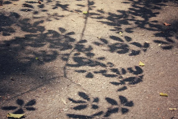 影と葉 — ストック写真
