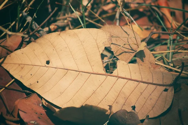 Feuilles séchées — Photo