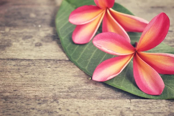 Flores de frangipani rosa com folha — Fotografia de Stock