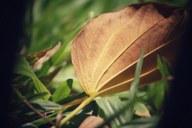 Kurutulmuş Yapraklar