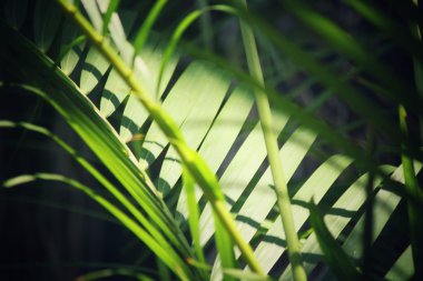 palmiye yaprakları.