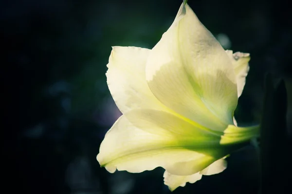 Lilienblüte. — Stockfoto