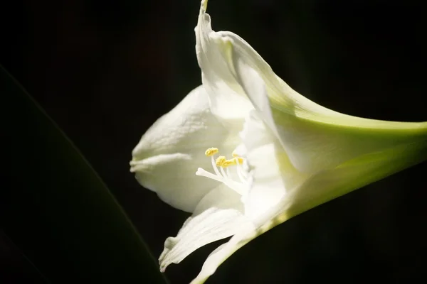 Lily bloem. — Stockfoto