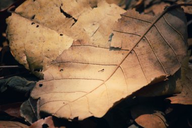 Kurutulmuş Yapraklar