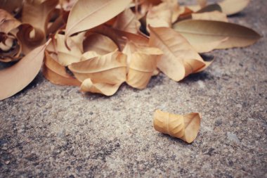 Kurutulmuş Yapraklar