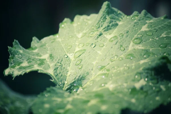 Hojas con gota de agua —  Fotos de Stock