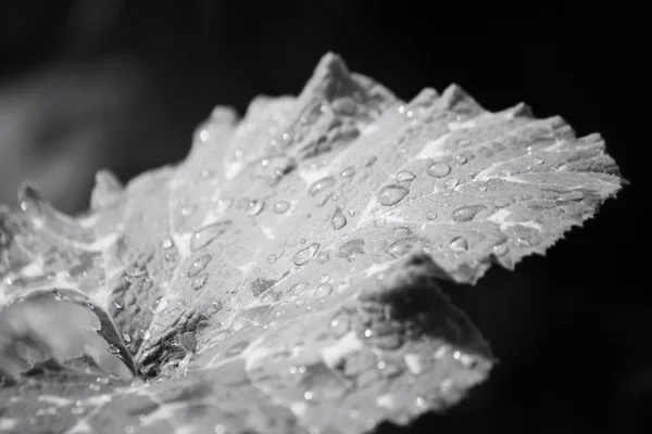 Leaves with water drop — Stock Photo, Image