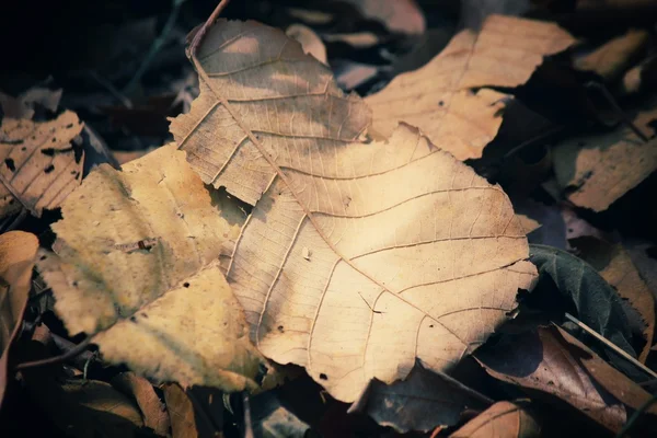 Feuilles séchées — Photo