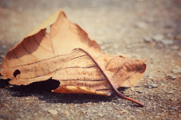 Torkade blad — Stockfoto