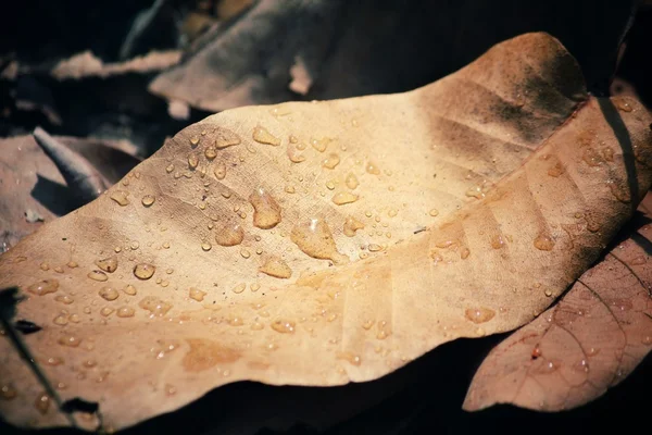 Сухие листья с каплей воды — стоковое фото