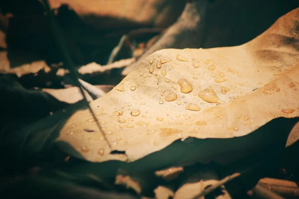 Hojas secas con gota de agua — Foto de Stock