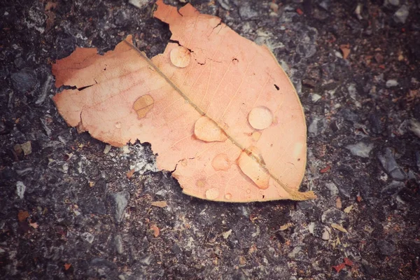 Сушене листя з краплями води — стокове фото