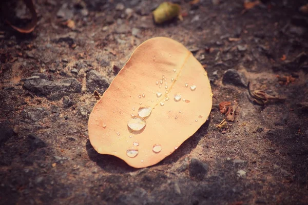 Dried leaves with water drop — Stock Photo, Image