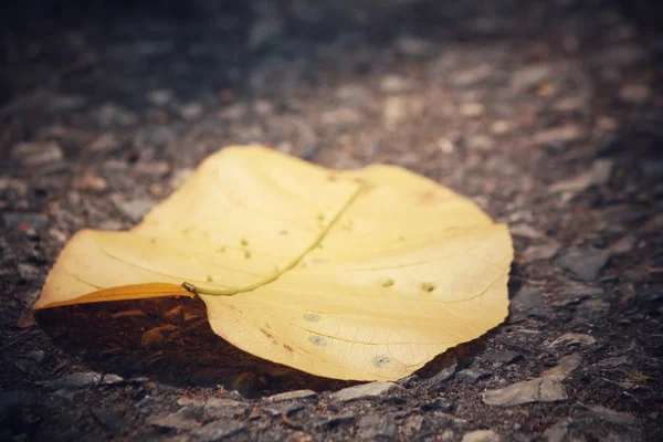 Dried leaves — Stock Photo, Image