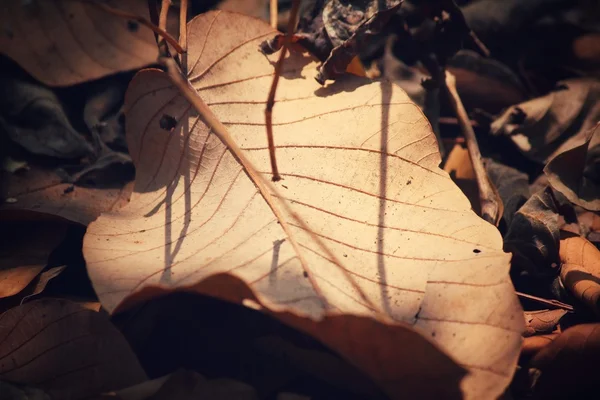 Torkade blad — Stockfoto