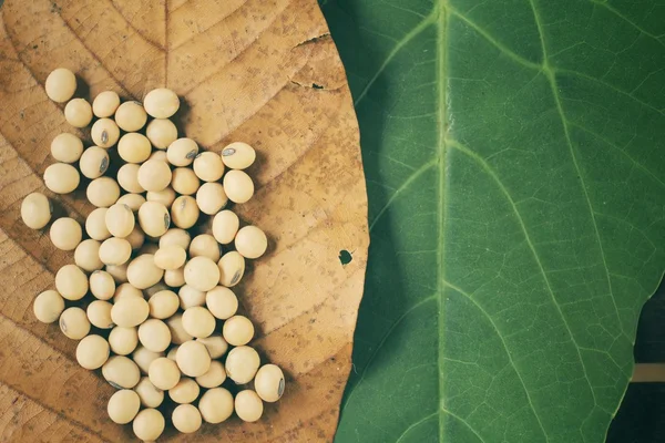 Soy beans — Stock Photo, Image