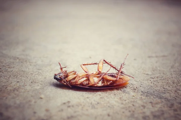 Hamamböceği — Stok fotoğraf