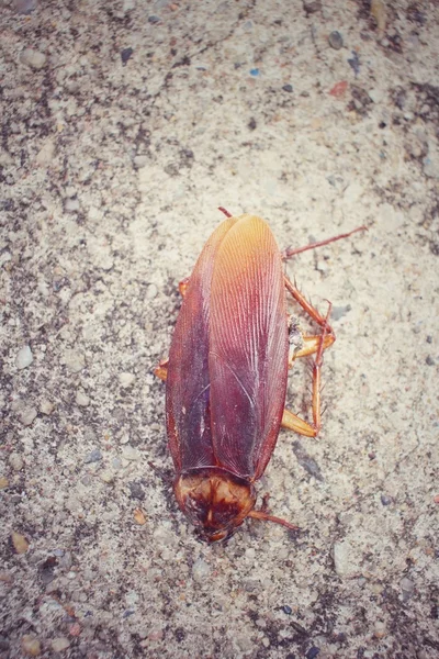 Cucaracha — Foto de Stock