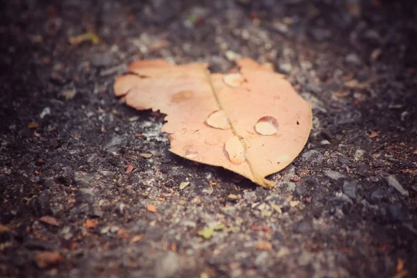 水滴の乾燥葉 — ストック写真