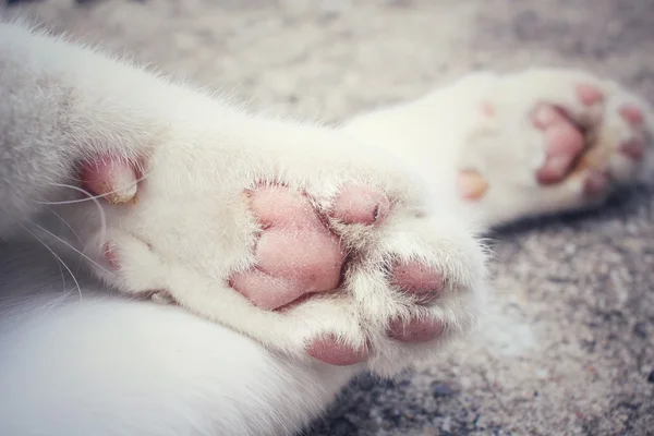 Кошачьи ноги — стоковое фото
