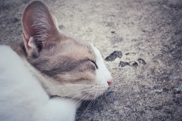 眠っている猫 — ストック写真