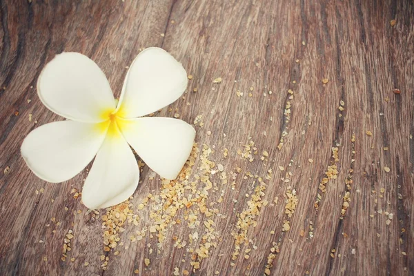 Flor branca de Frangipani — Fotografia de Stock