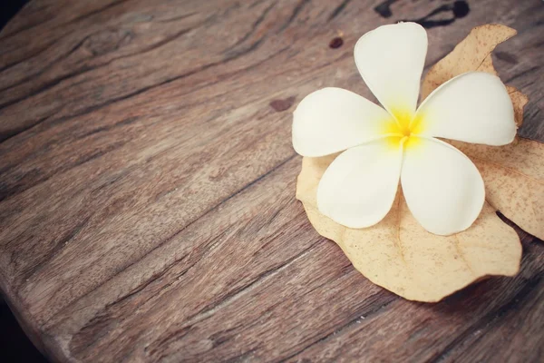 White frangipani flower — Stock Photo, Image